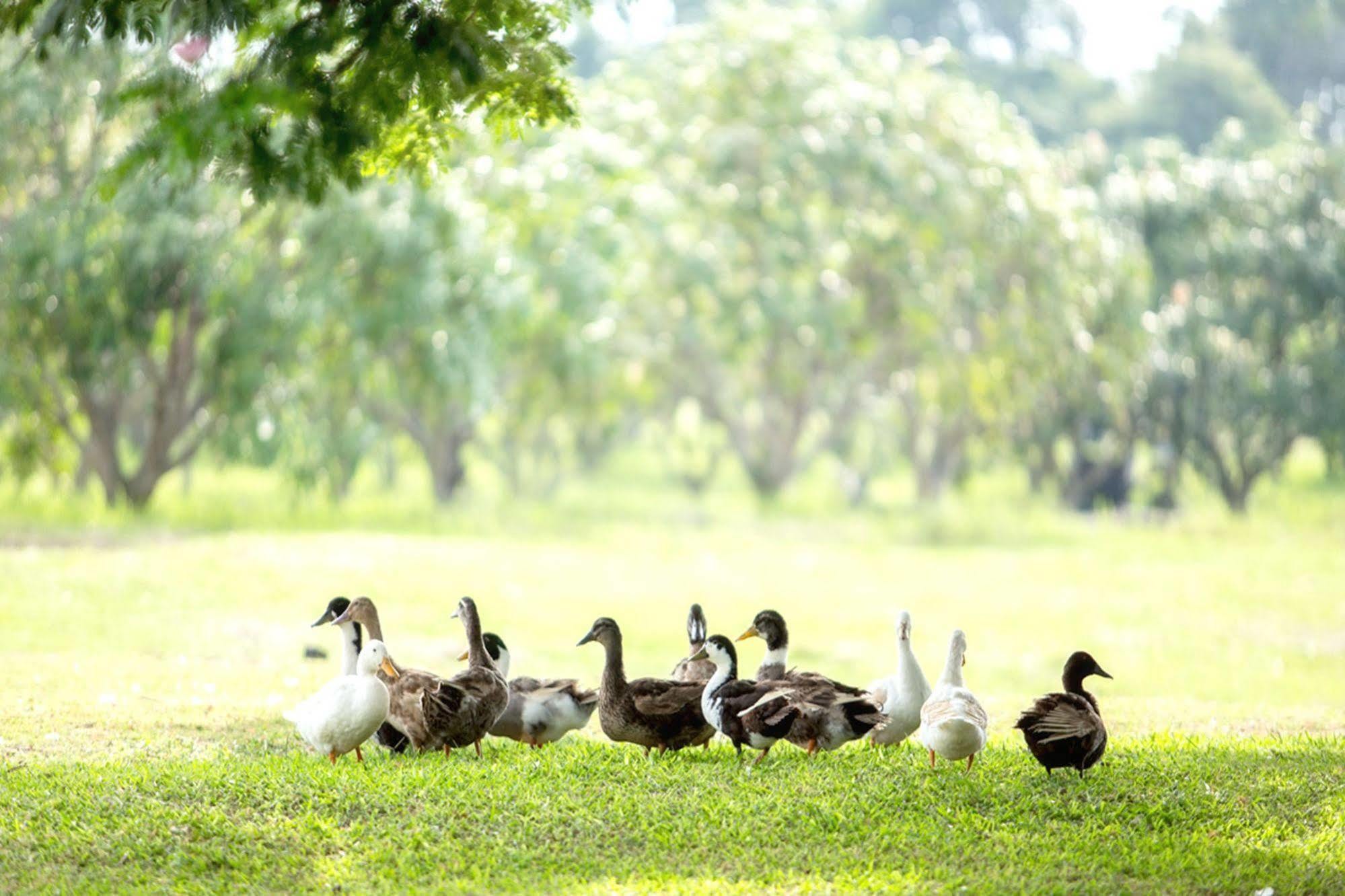 Chateau De Khaoyai Hotel & Resort Pak Chong Eksteriør bilde
